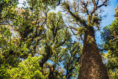 Low angle view of trees against sky