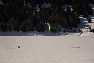 Birds flying over trees