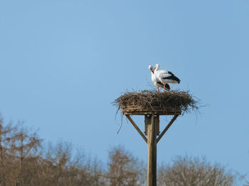 Low angle view of bird perching on tree against clear sky