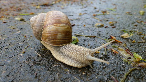 Close-up of snail