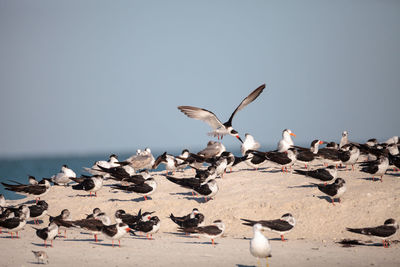 Flock of seagulls at beach against clear sky