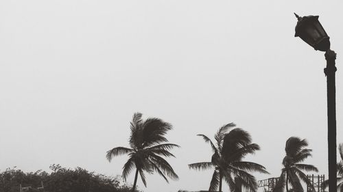 Low angle view of palm trees against sky