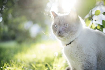 Close-up portrait of cat