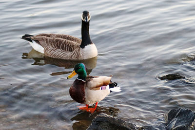 Ducks swimming in lake