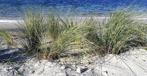 High angle view of grass on beach