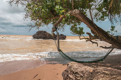 Trees on beach against sky