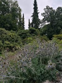 Trees growing in forest against sky