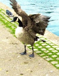 Close-up of bird flying over water