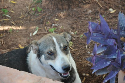 Close-up portrait of dog on field