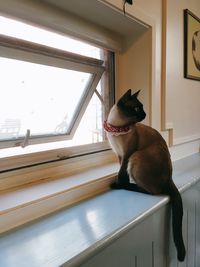 Cat sitting by window