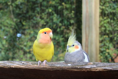 Close-up of parrot perching on a bird