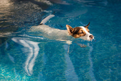 Young jack russell terrier dog swimming in a backyard swimming pool in the glow of afternoon  sun