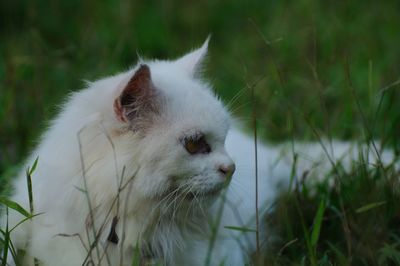 Close-up of white cat