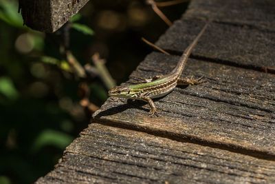 Close-up of lizard on wood