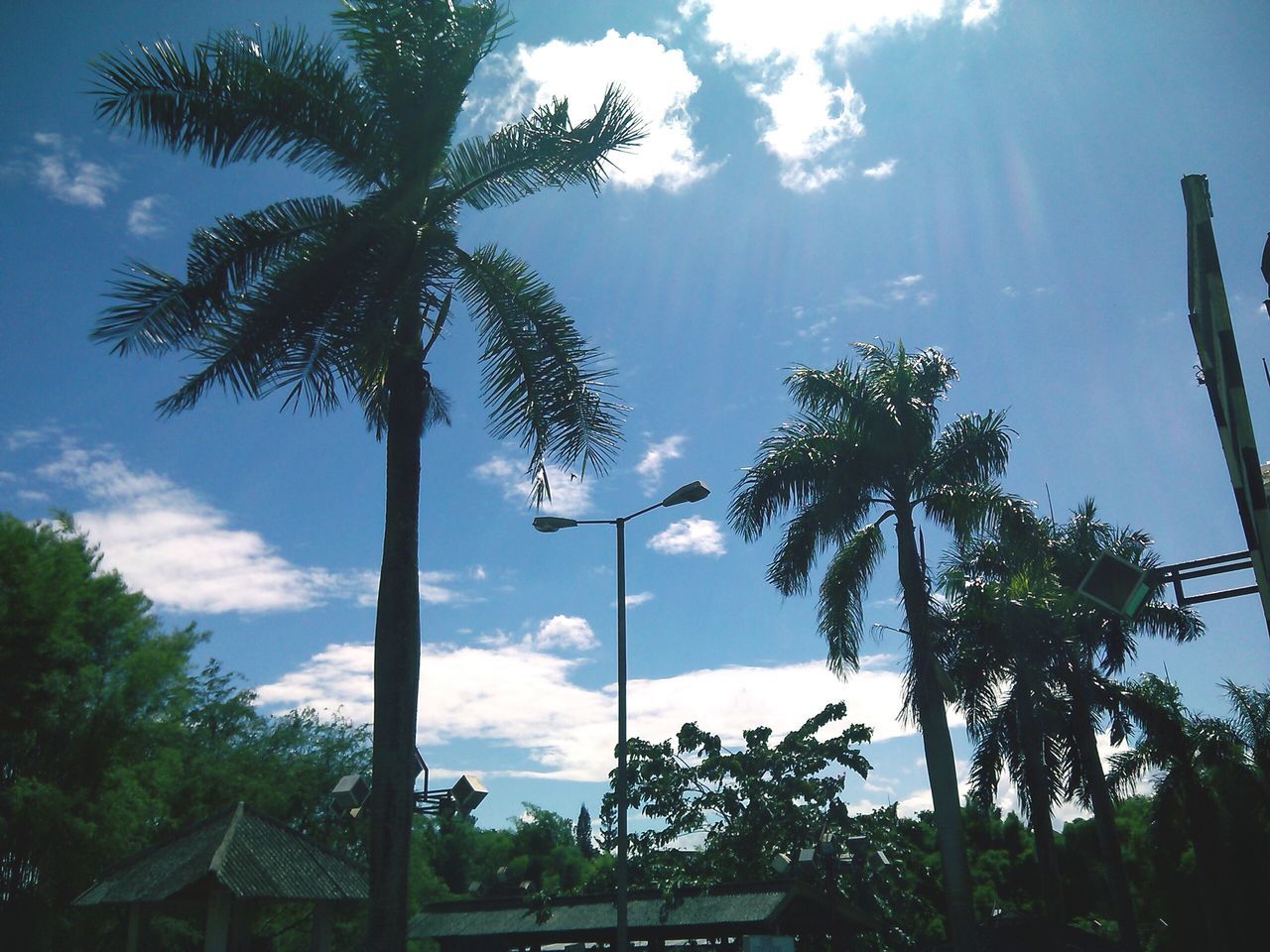 tree, sunbeam, sky, sun, sunlight, low angle view, palm tree, growth, lens flare, tranquility, cloud - sky, tree trunk, nature, beauty in nature, silhouette, sunny, tranquil scene, cloud, scenics, day