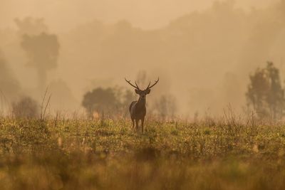 Deer on field