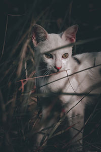 Portrait of a cat