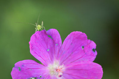 Close-up of grashopper pollinating on purple flower