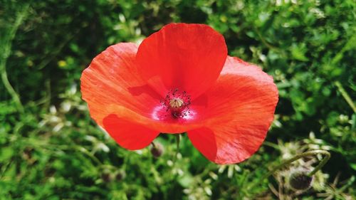 Close-up of red poppy flower