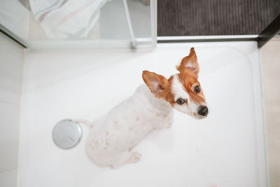 Top view of cute jack russell dog sitting in shower ready for bath time. pets indoors at home
