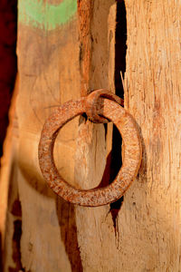 Close-up of rusty hanging on tree trunk