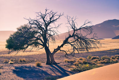 Bare tree on landscape against sky