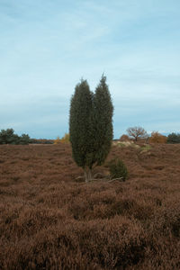 Trees on field against sky