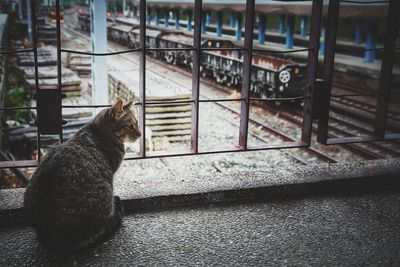 Close-up of cat sitting on floor