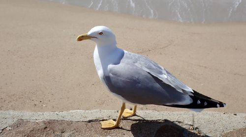 Seagull perching on a land