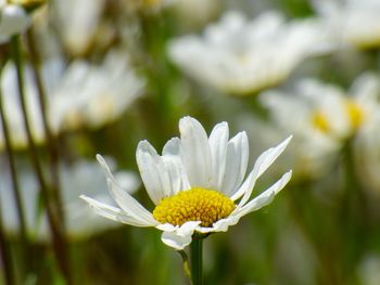 Close-up of white flower