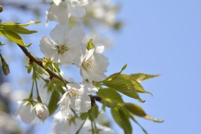 Close-up of apple blossoms in spring