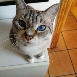 Close-up portrait of cat