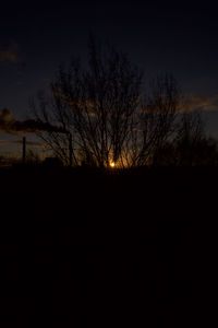 Silhouette of trees at sunset