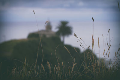 Close-up of grass on field against sky