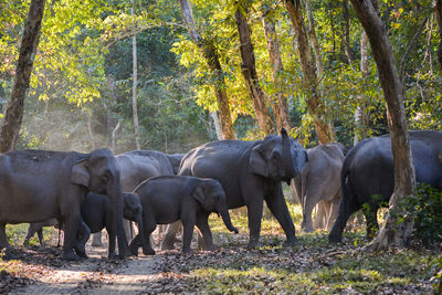 Elephant in forest