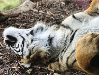 Close-up of animal sleeping on field