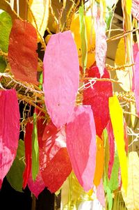 Close-up of autumn leaves