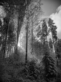 Low angle view of trees in forest