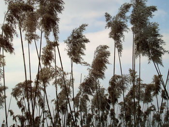 Low angle view of palm trees