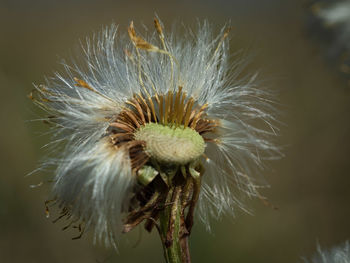 Close-up of wilted dandelion flower