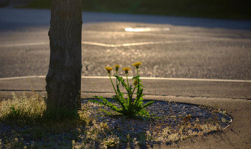Close-up of plant on road by street