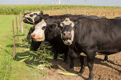 Cows eating ears of sweet corn.