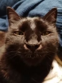 Close-up of cat relaxing on floor