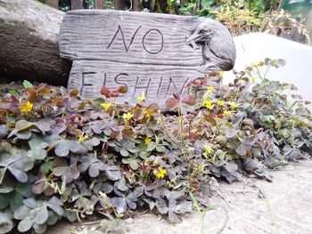 Close-up of flowering plants and text on stone