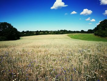 Scenic view of grassy field against sky