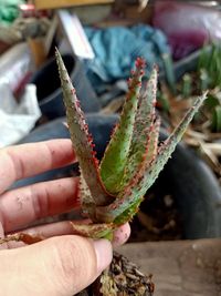 Close-up of hand holding leaf