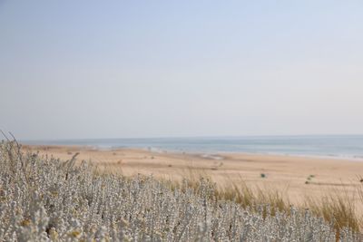 Scenic view of beach against clear sky