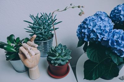 Close-up of potted plants