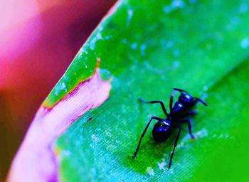 Close-up of insect on leaf