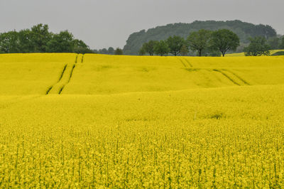 Scenic view of rural landscape